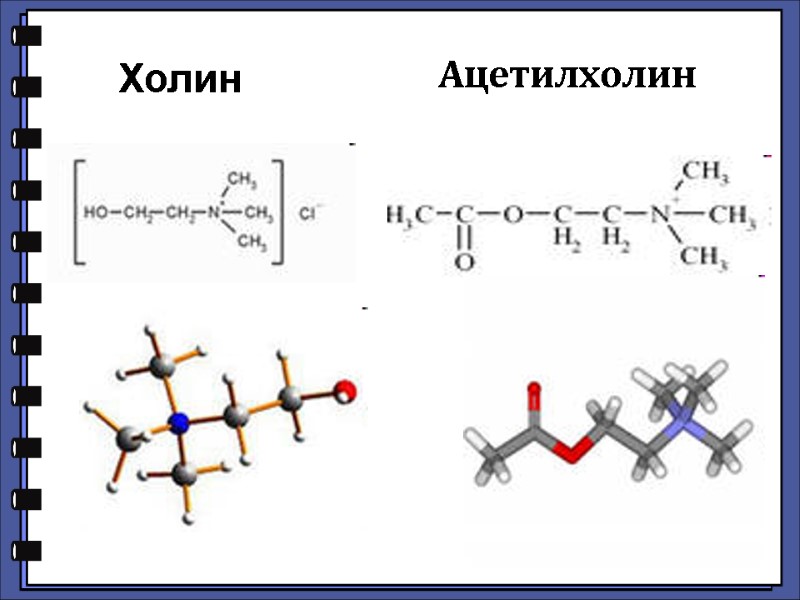 Ацетилхолин  Холин